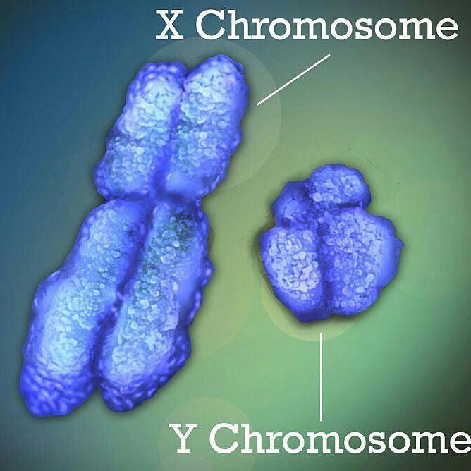 کروموزوم X , Y